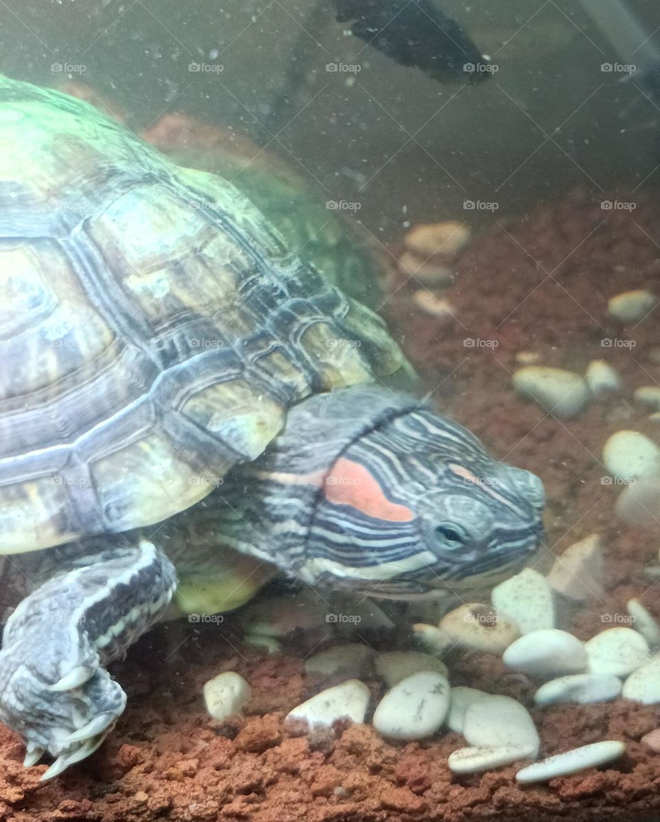 The running turtle that lives in Indonesia