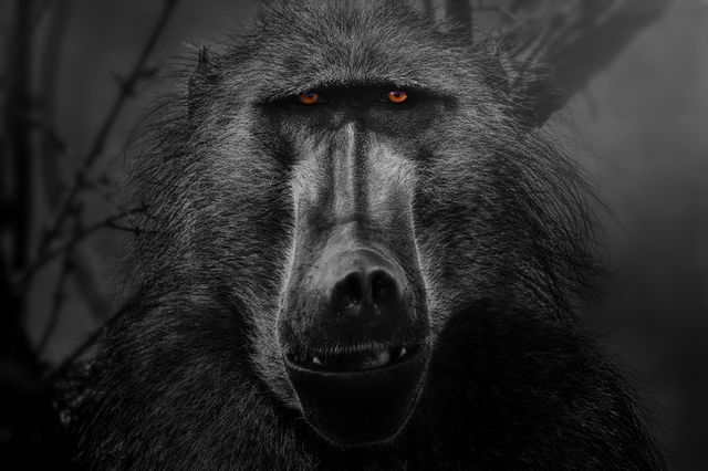 African Baboon in darkness, shadows and mist.