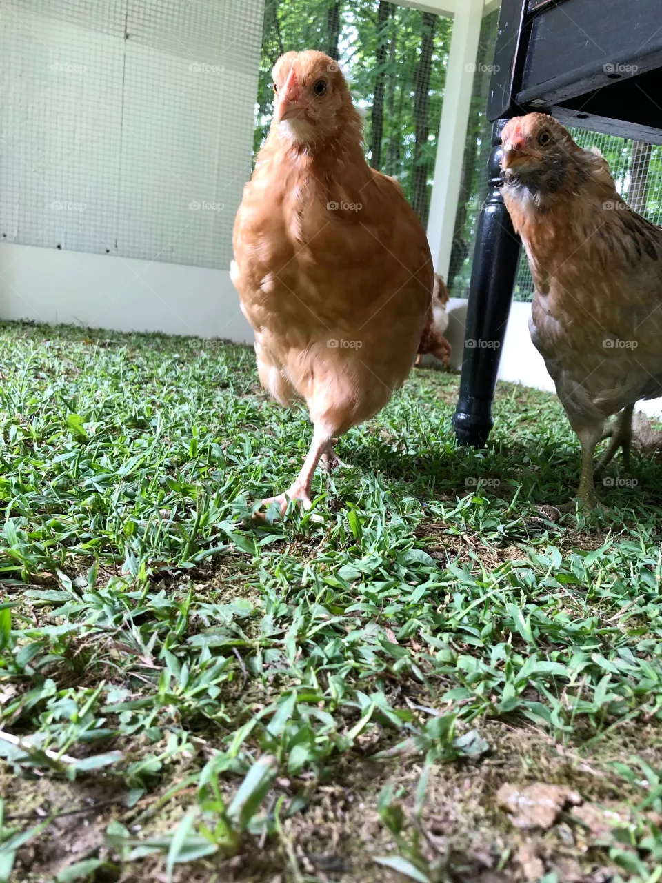 Chicks in the new run
