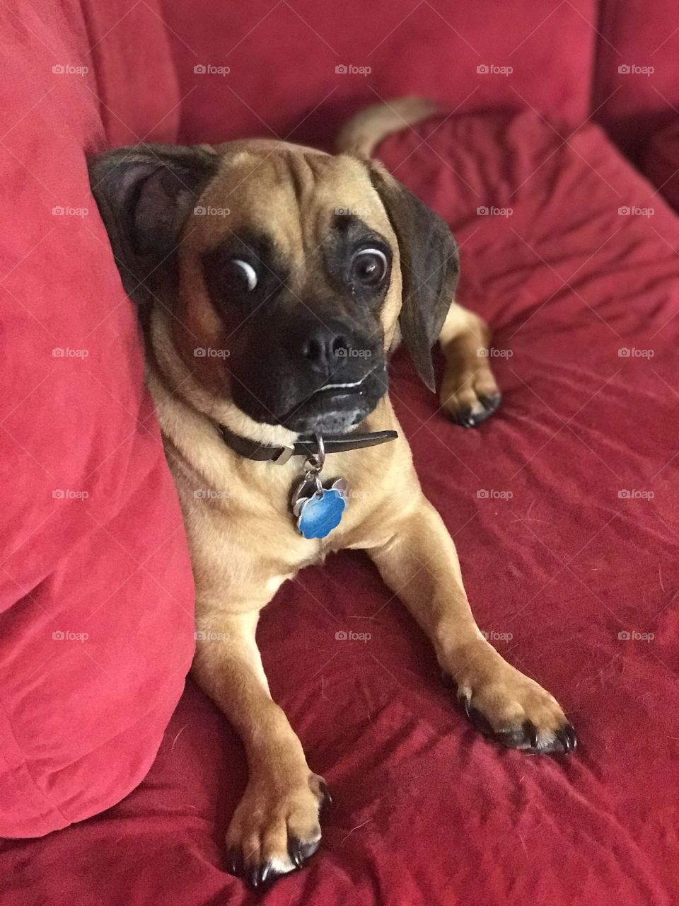 Scared puggle