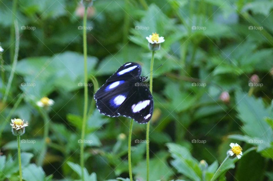 butterfly3