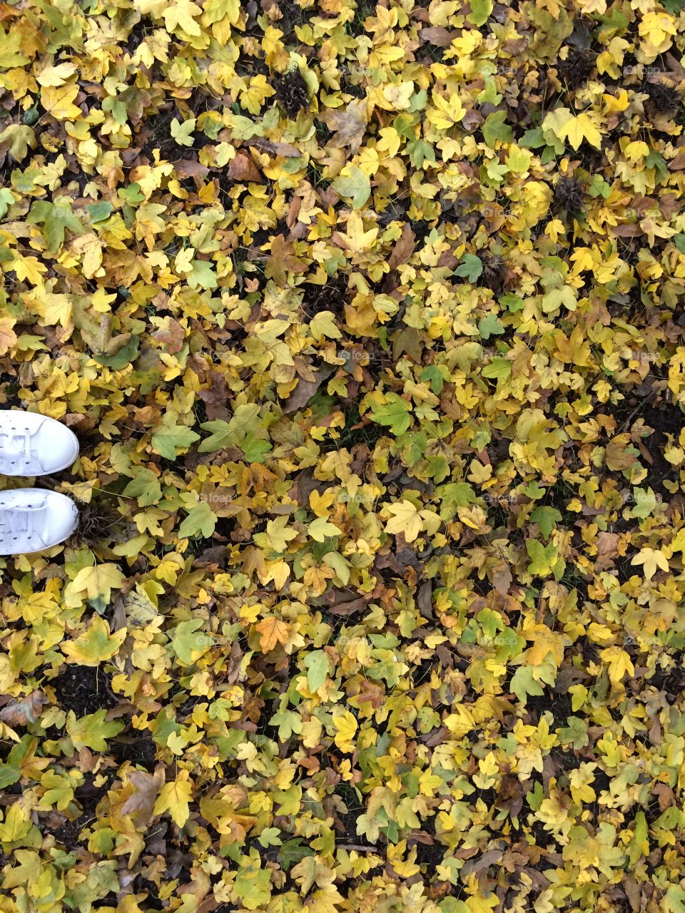 Fall carpet 