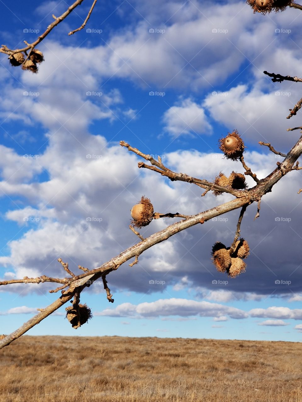 acorn tree against cloudy blue sky