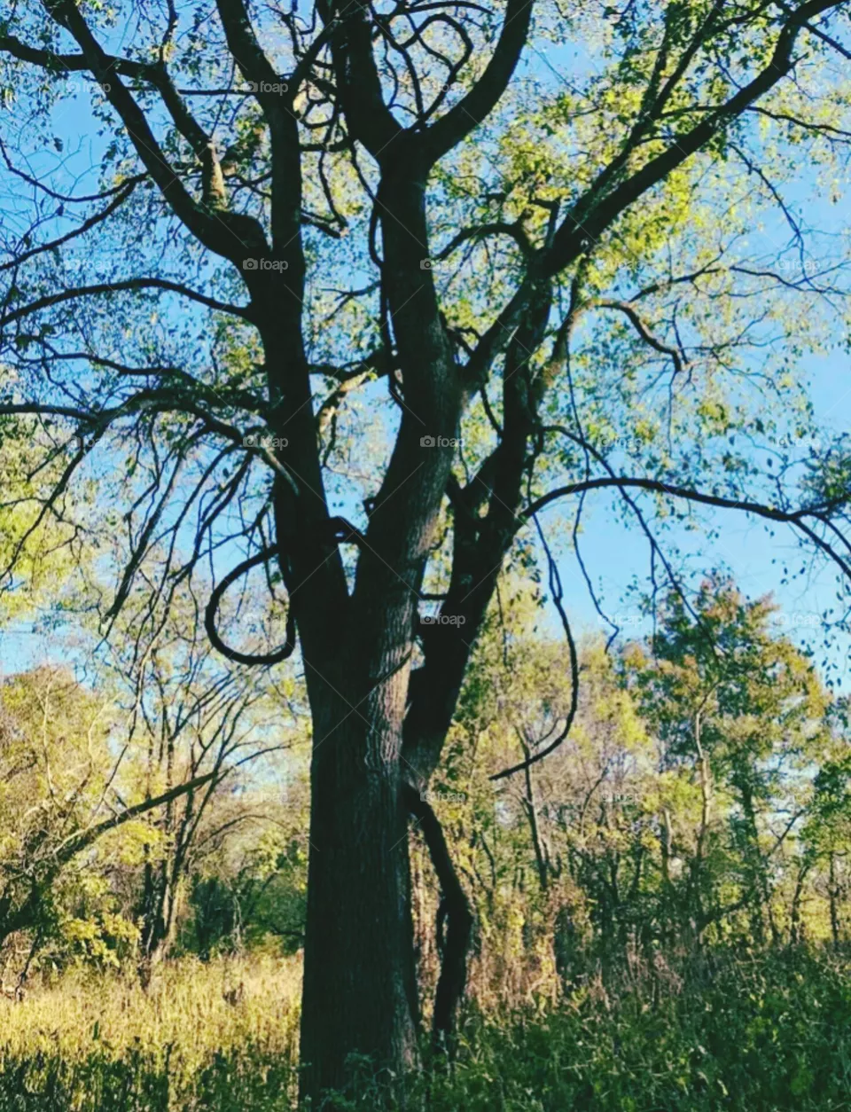tree