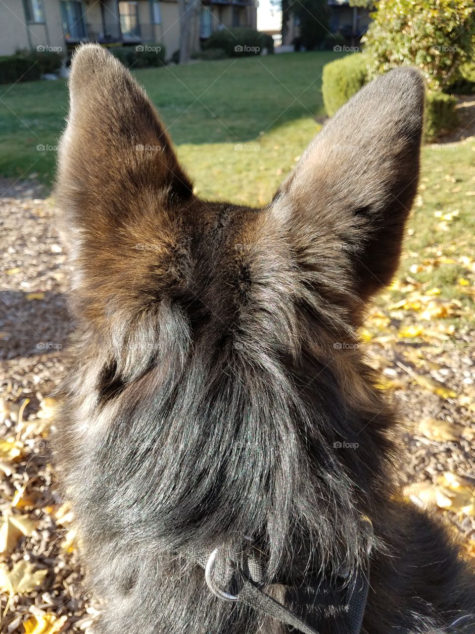 behind the dog ears