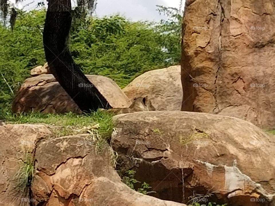 A lion looks off into the distance.