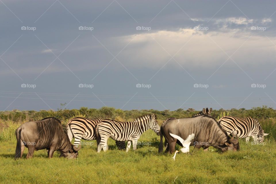 wildebeest and zebra. My view on foot ,this is what it looks like.