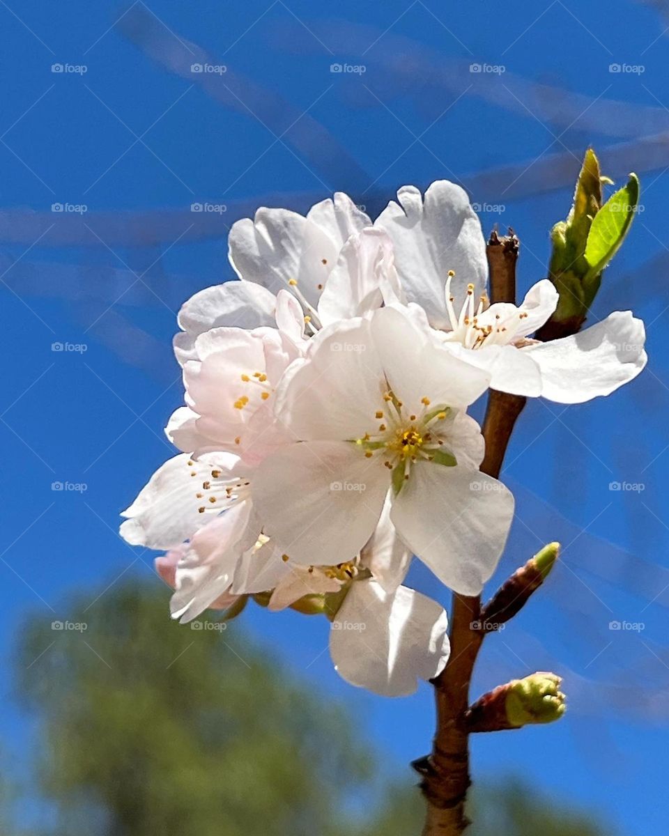 Cherry Blossom bloom