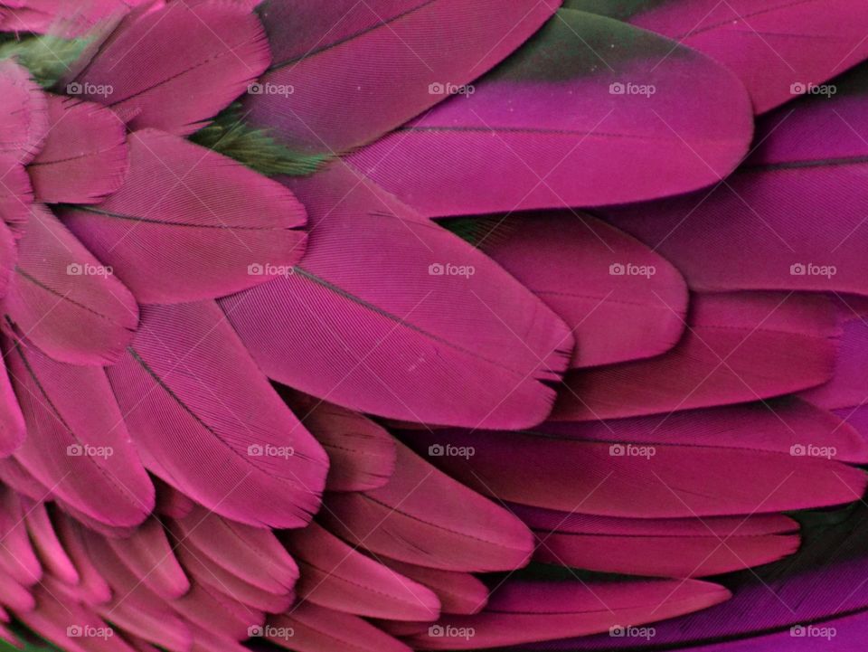 Pink Feathers 