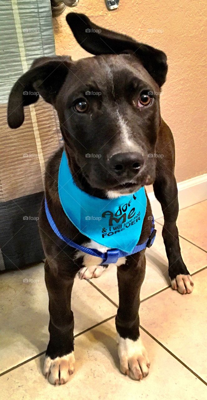 Cute black puppy dog with silly ear. Blue scarf.