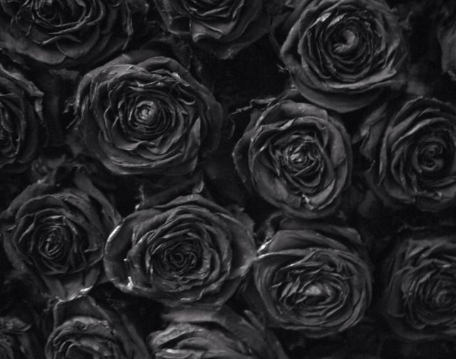 Dried roses
