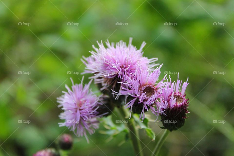 Wild flowers. Delicate flowers growing wild