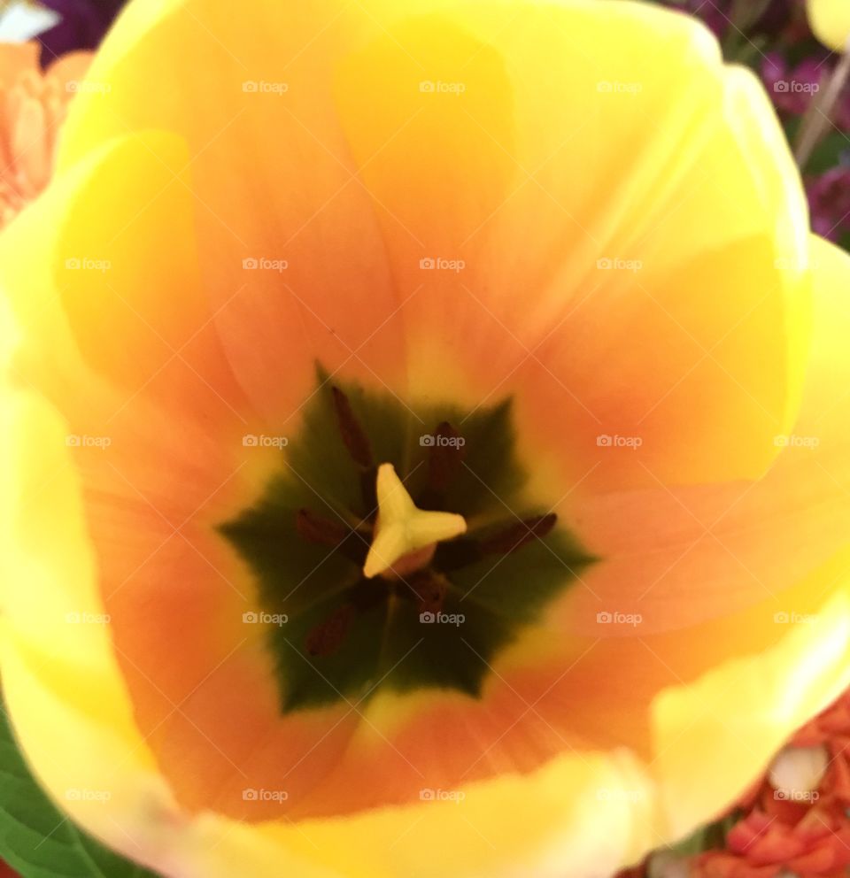 Center of a Tulip