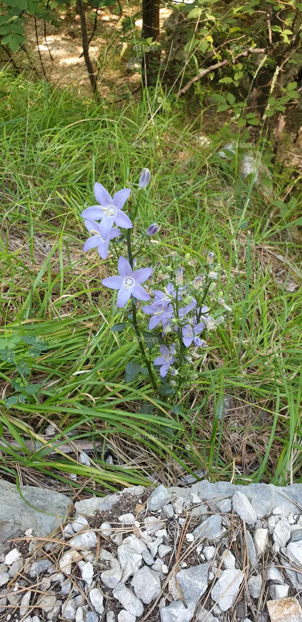 mountain flower