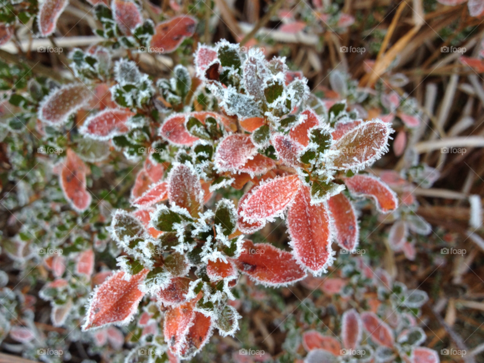 winter macro color leaves by kei_image
