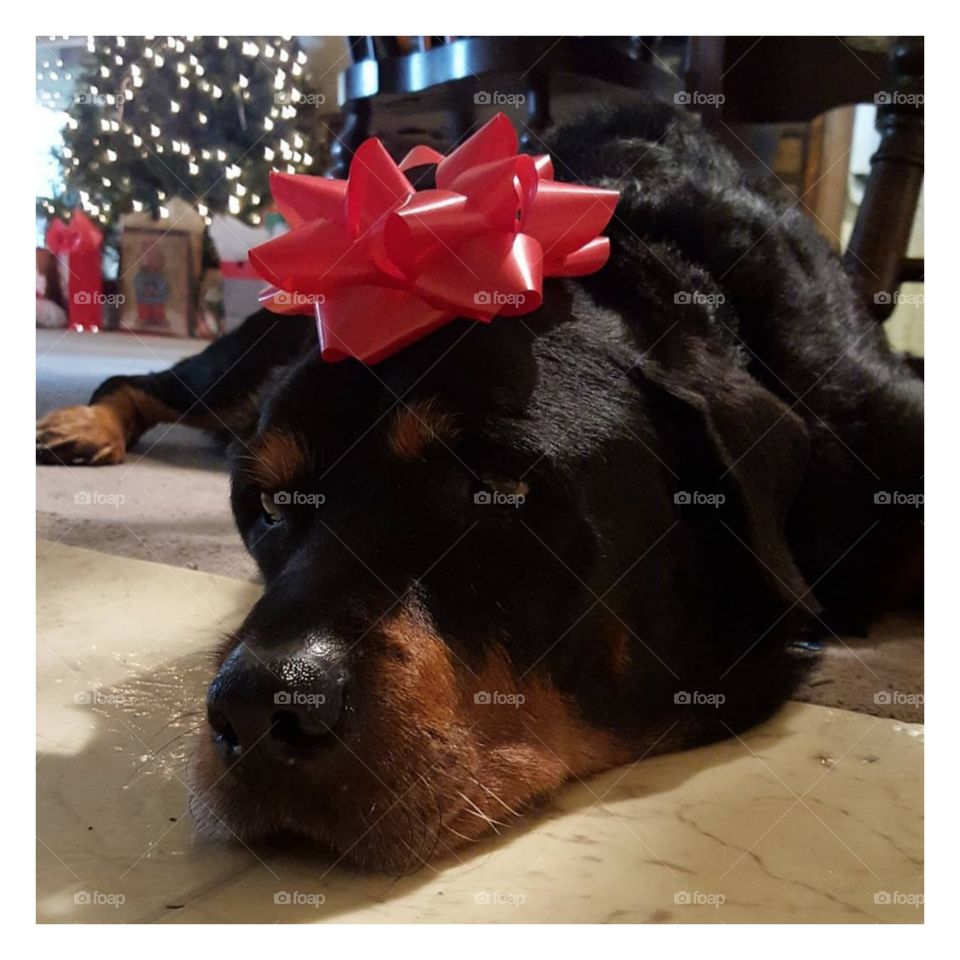 all wrapped up, kane my 3 legged rottie enjoying his last xmas with me. looking handsome with a bow.