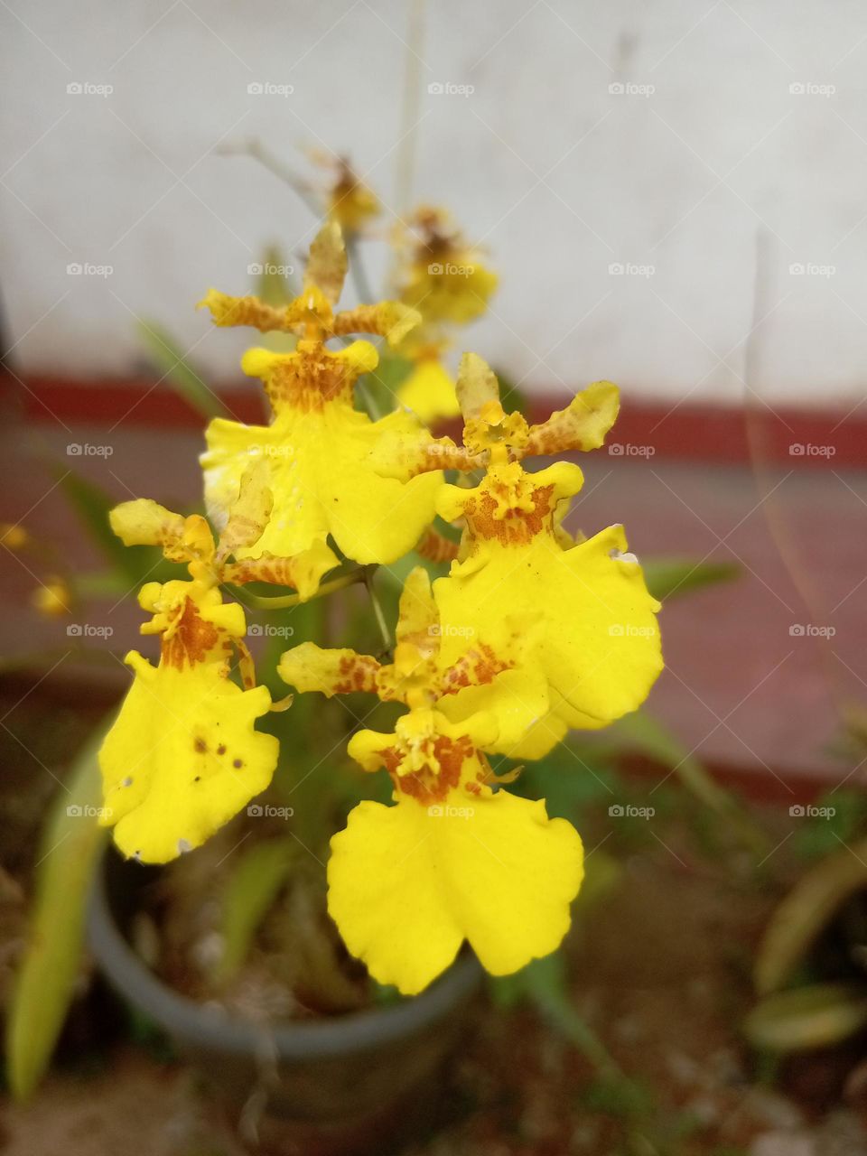 Oncidium flexuosum