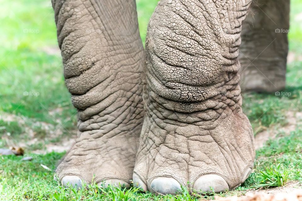 An elephant’s two front feet