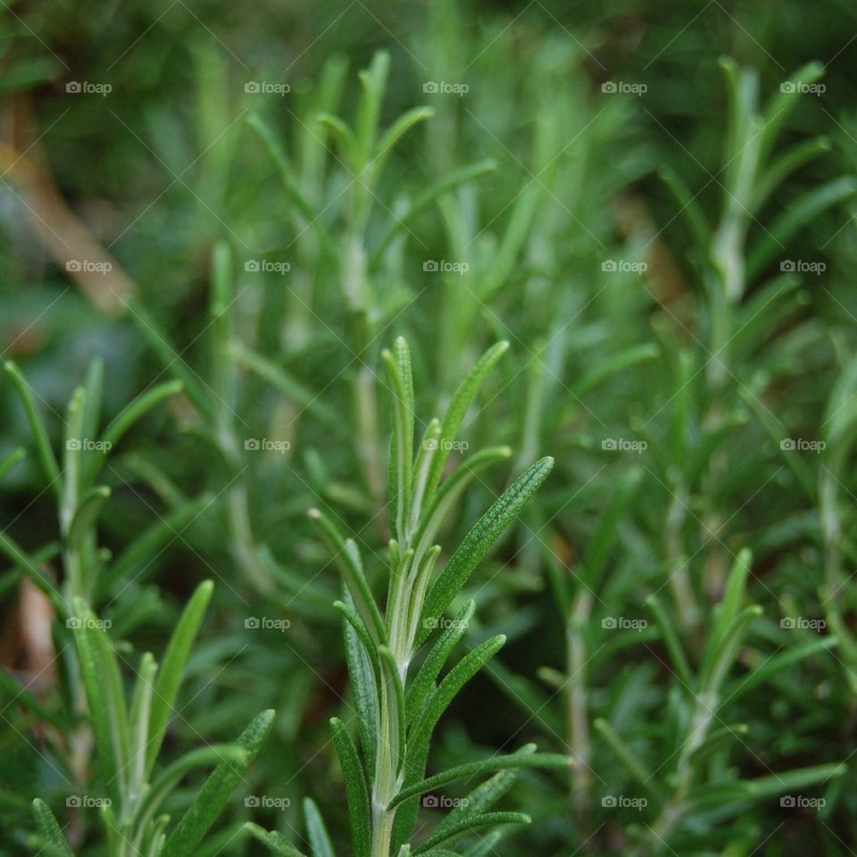 plants herbs rosemary rosemary sprigs by Petalskull