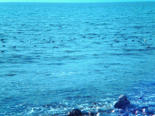 sea and seagulls