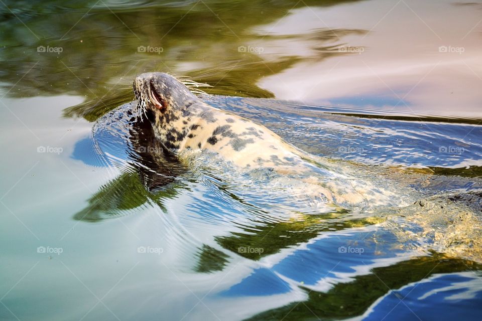 Swimming seal. A seal swimming in the lake