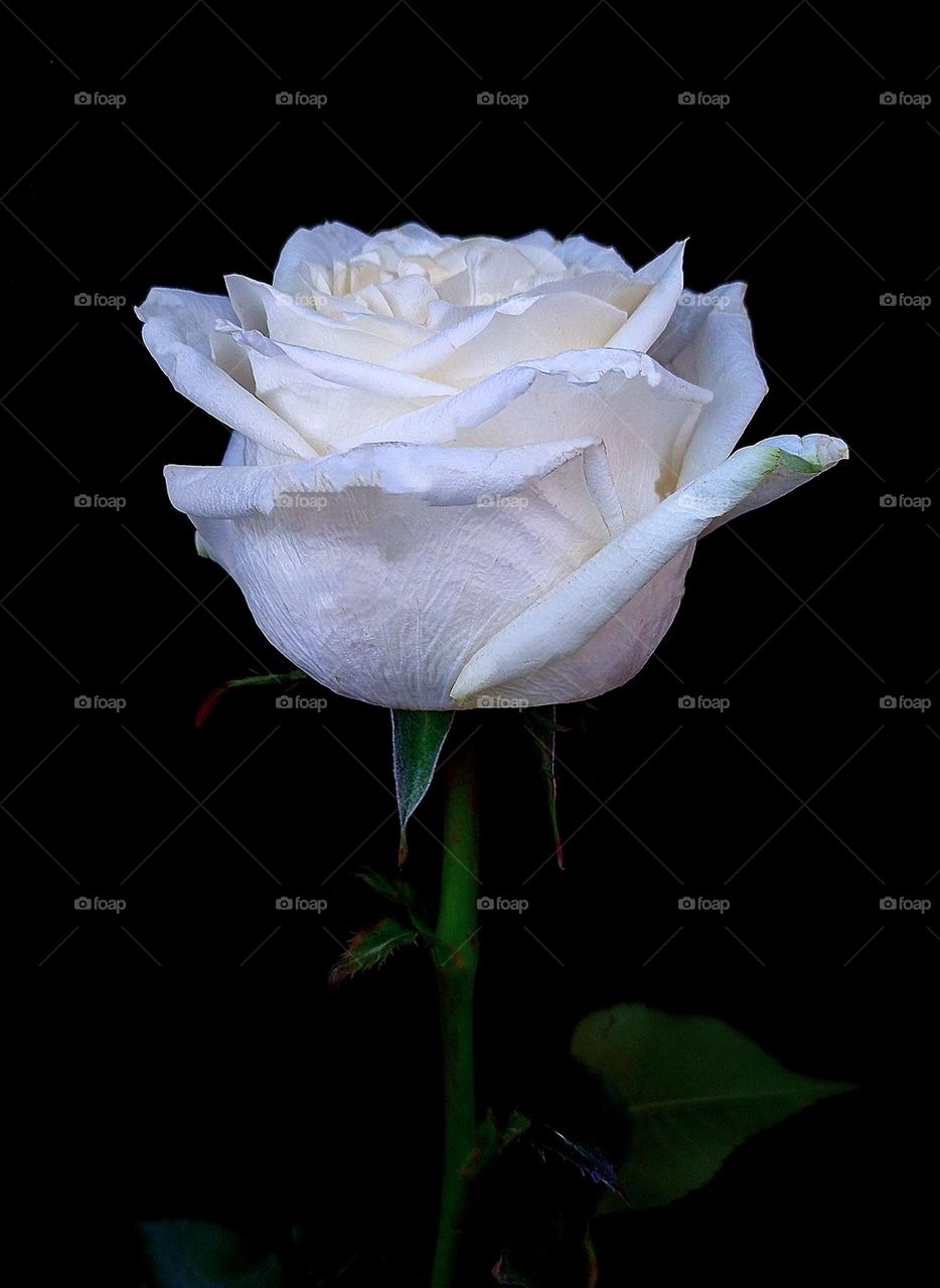 Valentine's Day. Gift fresh flowers. White rose on a black background. White is the color of purity and respect.