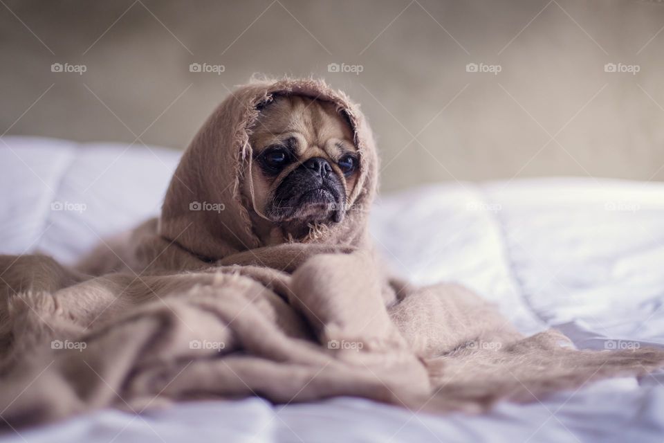 pug cuddled himself in blanket.