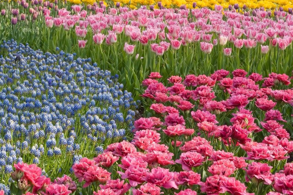 Tulips in Keukenhof