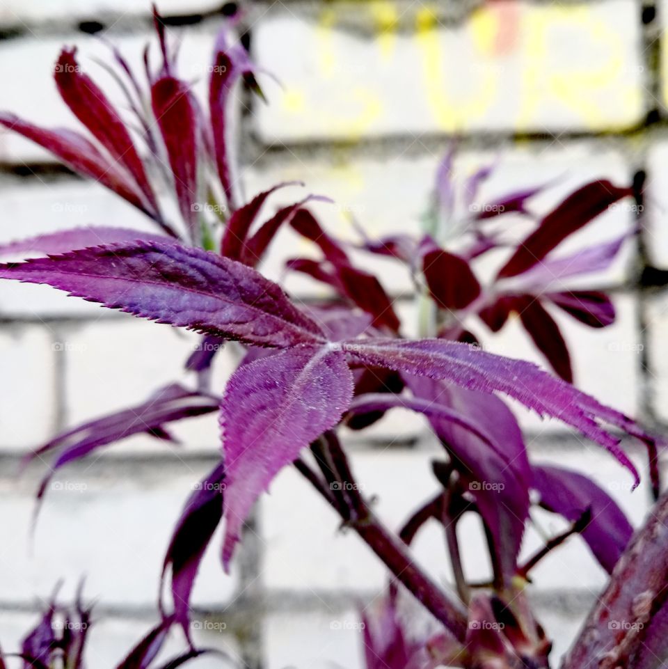 Кострома, Россия