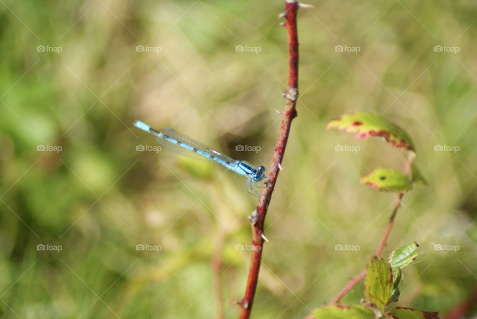 spring blue insect mayfly by Pahars