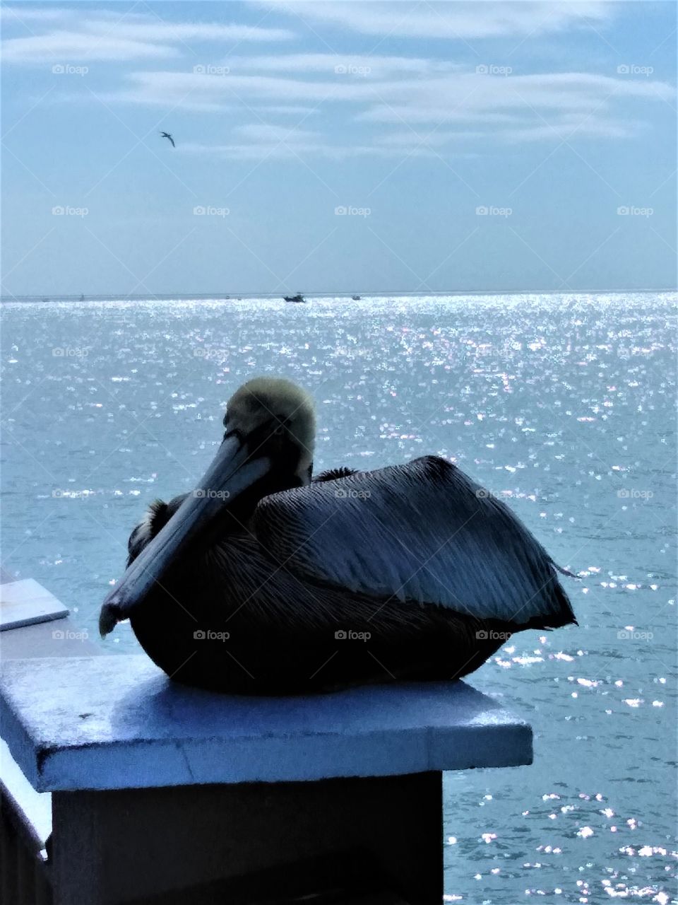 Pelican perched