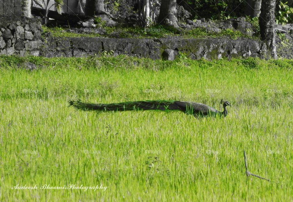 Food searching in the field.