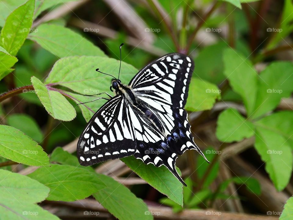 Beautiful and cute butterfly