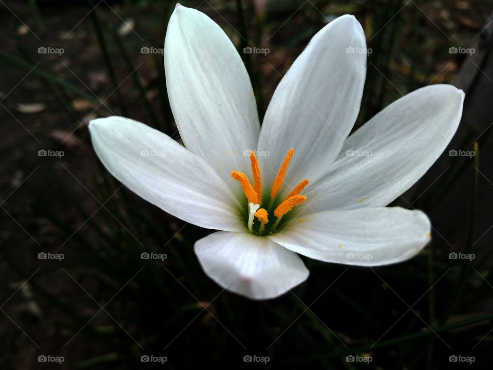 Flower image