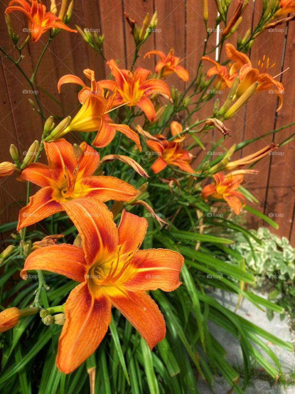 Tiger Lilies 