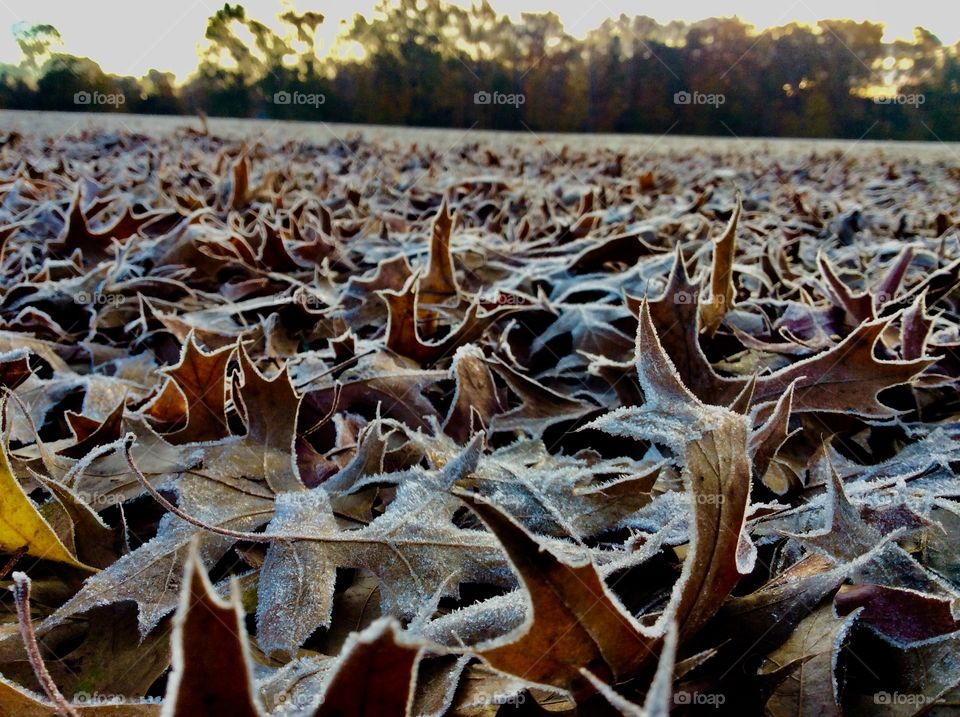 Frost leaves