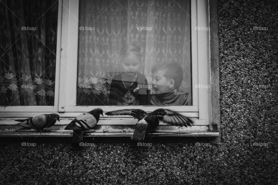Pigeons eat on the windowsill. Children watching pigeons through the window.