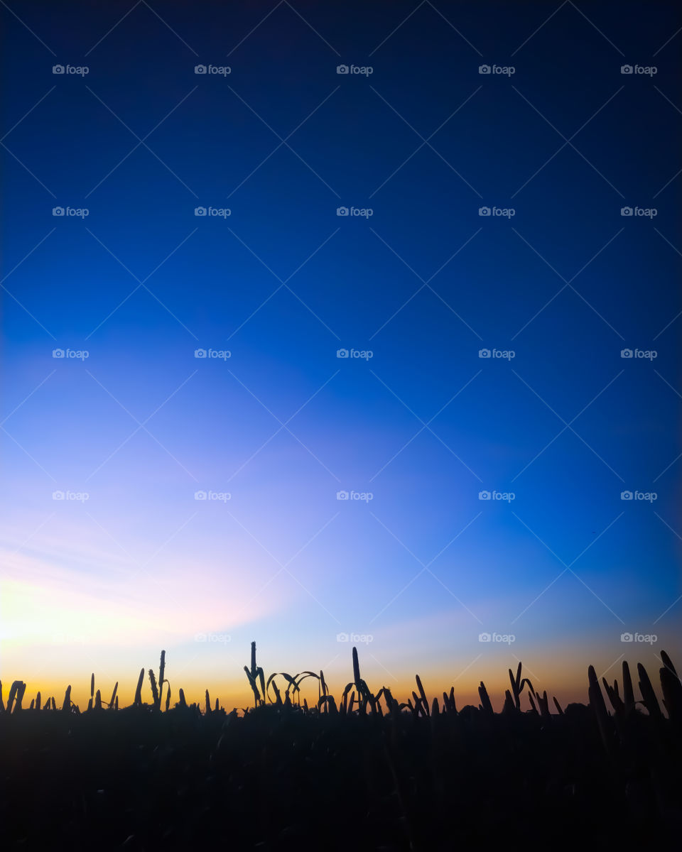 After the sunset, after taking a photo of the millet field, the millet plants started to look dark and the sky turned blue.