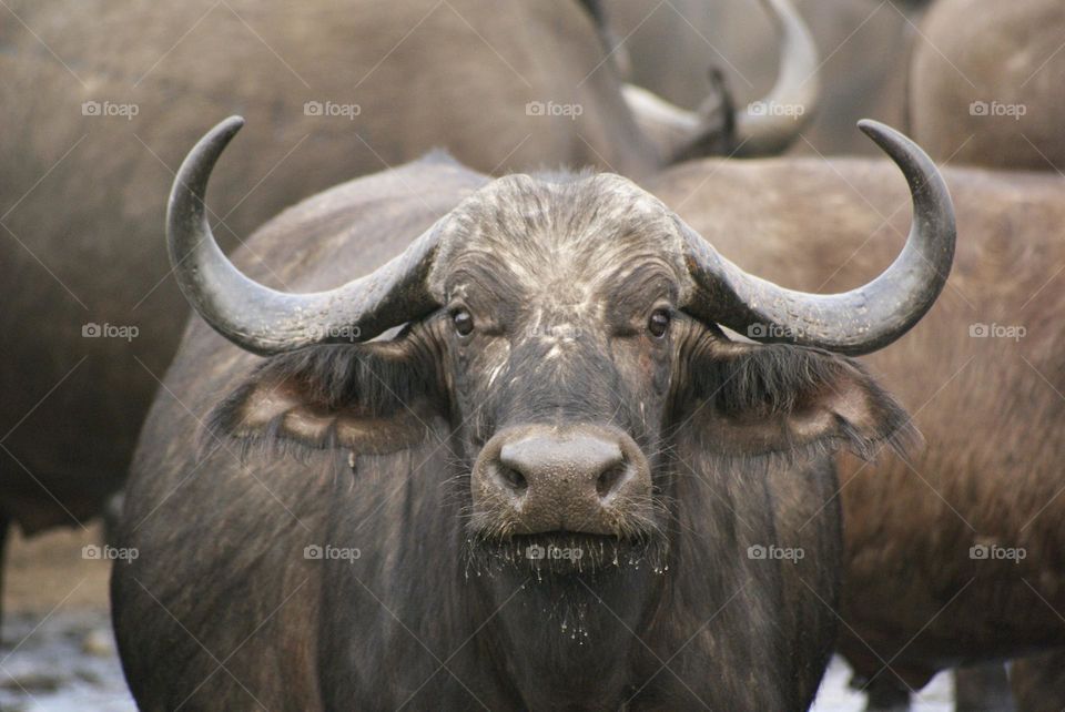 A buffalo with water droplets 