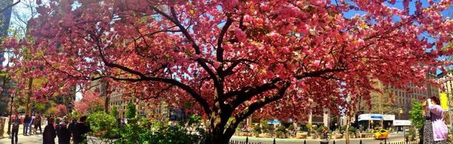 Cherry Pano
