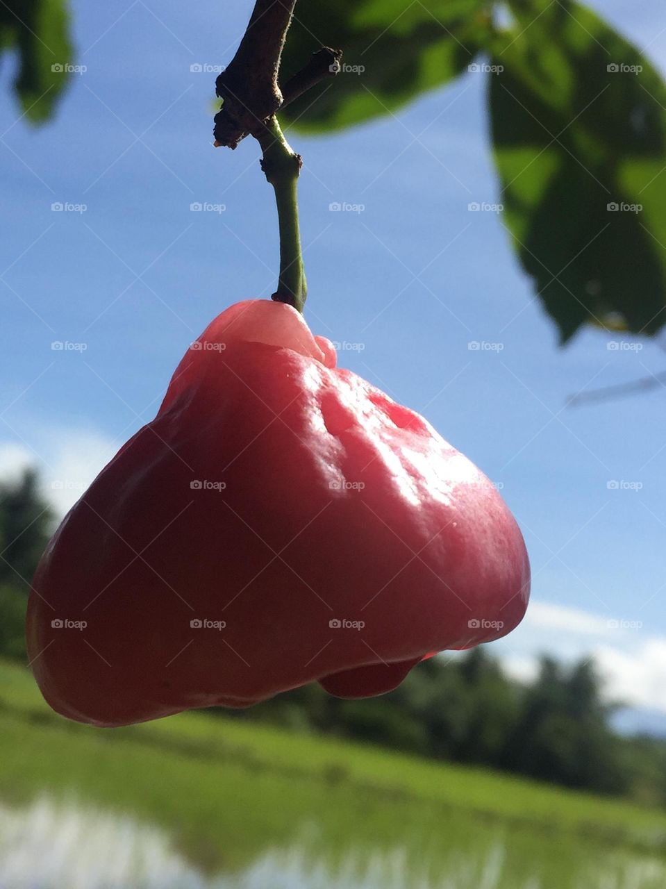 Tropical fruit called “tambis”