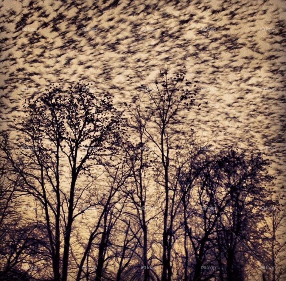 Birds galore