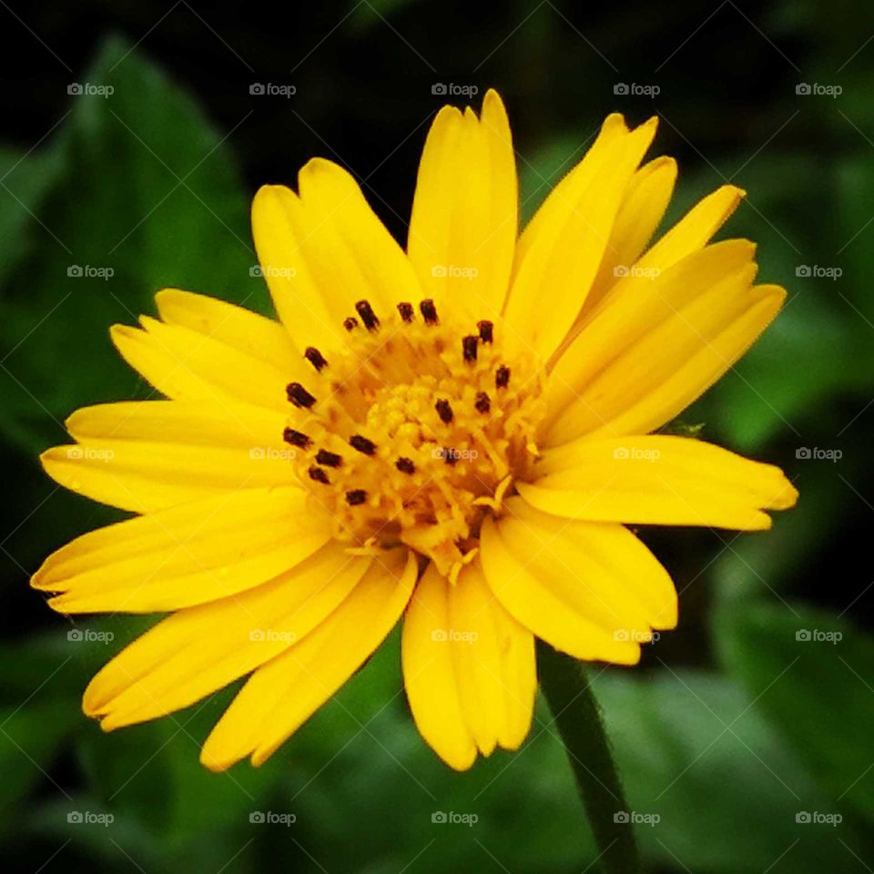 yellow flowers