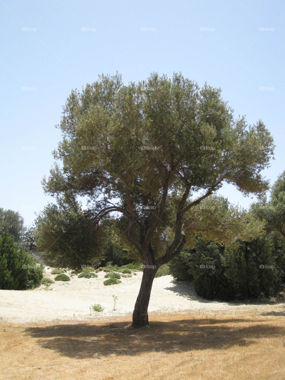 Greek trees