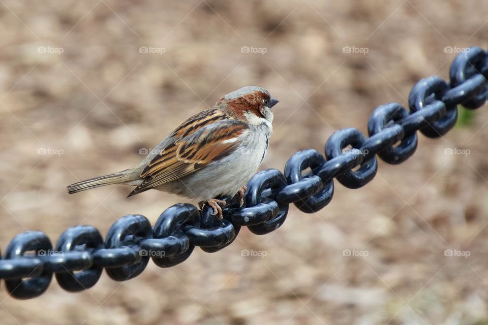 A house sparrow perched on a thick chain in Washington Square Park, New York City, USA