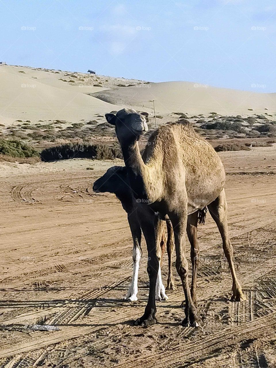 A camel in the white beach in the region of Goulimine, Morocco..