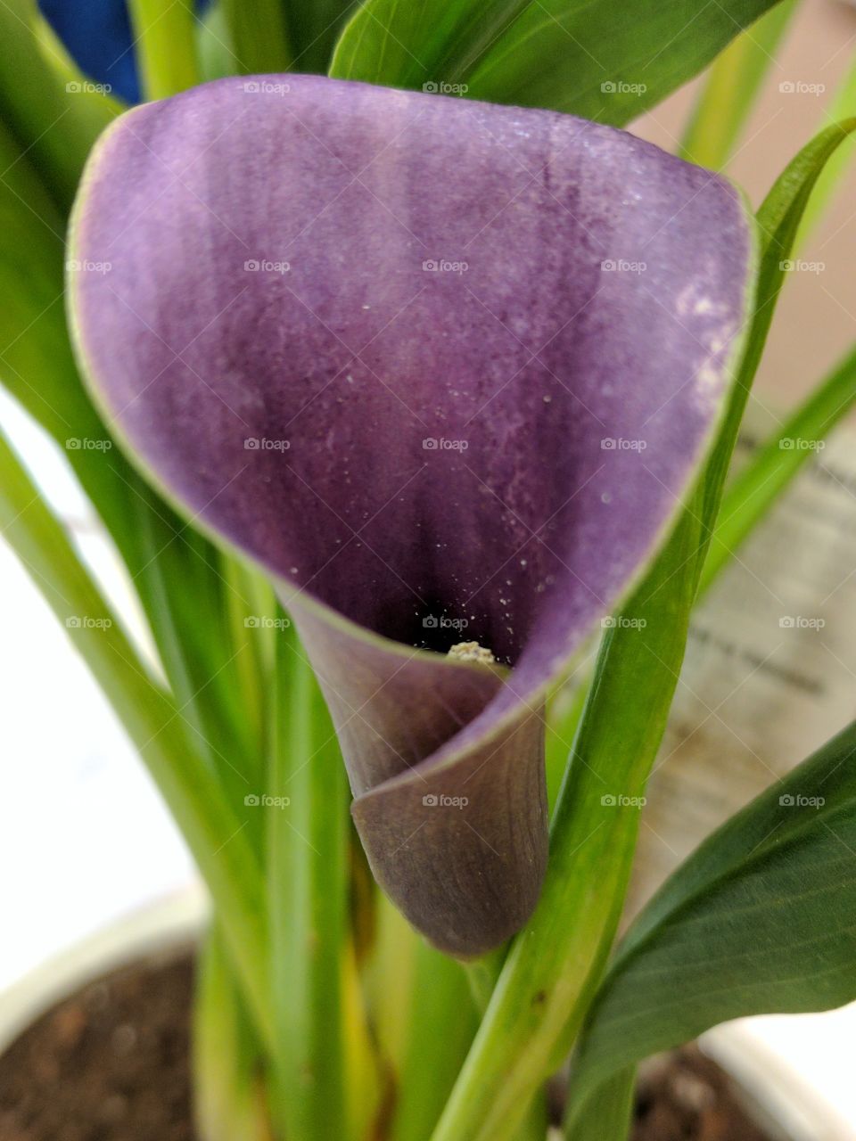 lovely Calla Lily