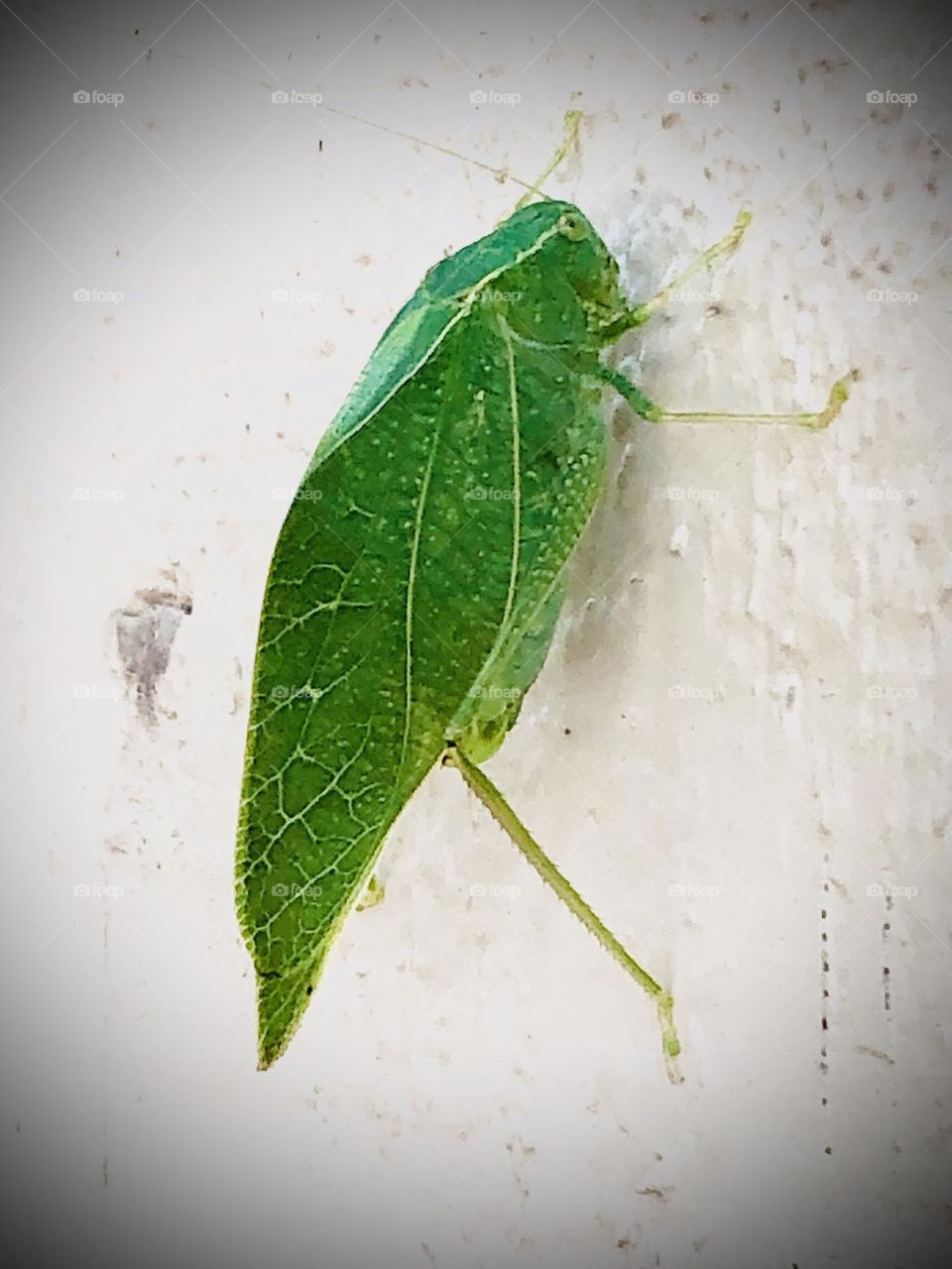 I find the most amazing insects out here on the ranch in Texas! A beautiful green grasshopper with wings that look like leaves!