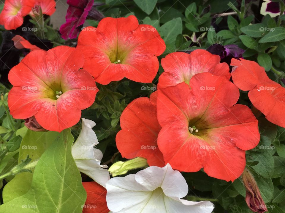 Petunias