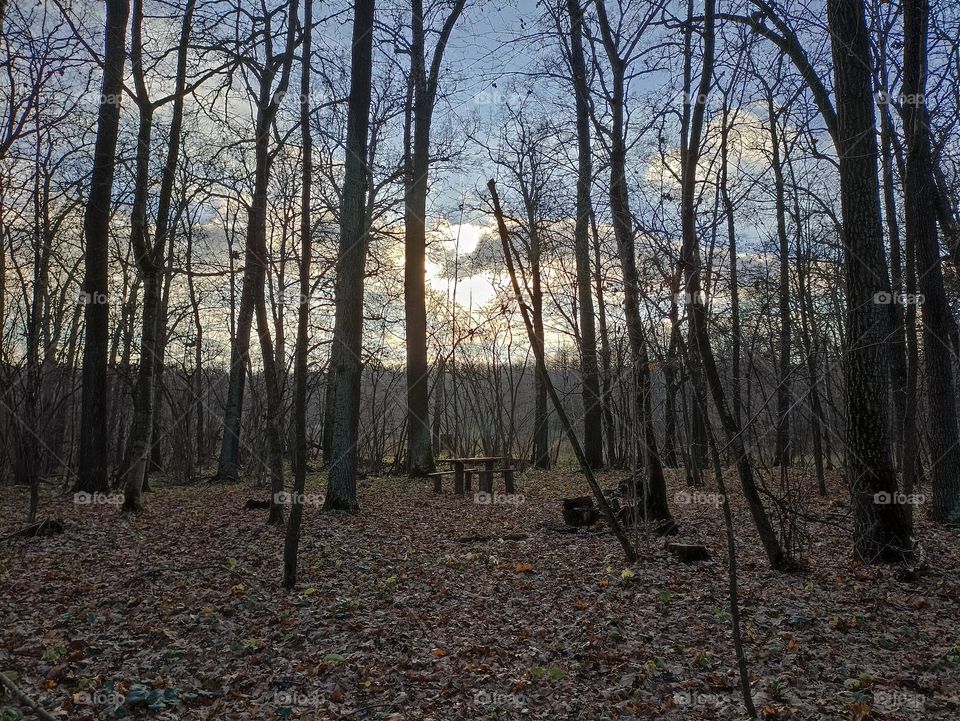 A clearing in the forest